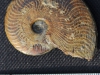 ammonite Des Grands Causes