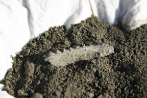 fossiele onderkaak uit de Remota groeve