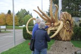 Dactylioceras voor Museum Hauff