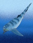 462px-Titanichthys_agassizi[1]