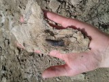 Richard de Haan met Allosaurus tand 