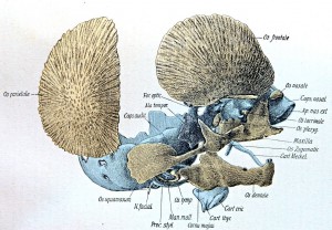 schedelembryo1