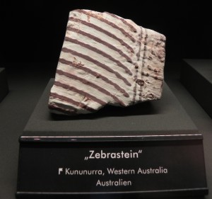 Zebrasteen Australië, museum Freiberg
