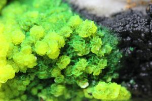 Autunite