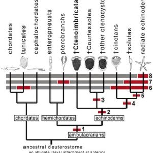 Cladogram , Cinctans en Enchinoderms
