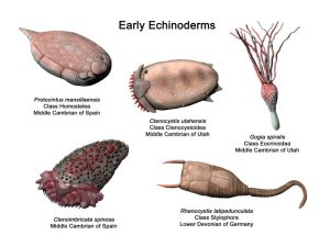 early Echinoderms, cinctans