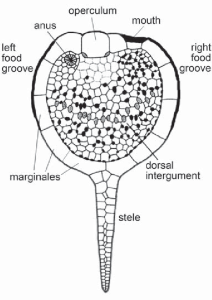 Cinctals Dosal view