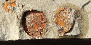 Trochocystites, afdruk en het fossiel