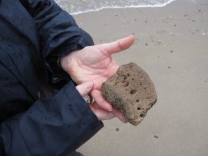 fossiele vondst Maasvlakte Gea kring Friesland