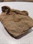 Fossiel uit de Staring groeve in Losser