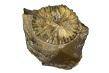 solitaire-koraal-Trochocyathus-M.Krook-Zuidwolde