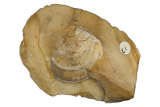 tweekleppige (Plagiostoma) M.Krook Zuidwolde