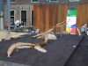 geakring-friesland-groot-masosaurus