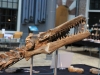 geakring-Friesland-kop-masosaurus