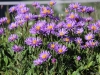 Bloemen, Oberalp