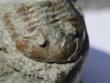 Trilobite, Asaphus,Öland