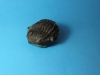 Trilobite Asaphus