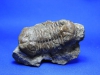 Trilobite Asaphus