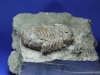 Trilobite Asaphus