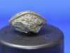 Trilobite Asaphus, pygidium