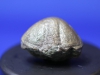 Trilobite Asaphus, pygidium