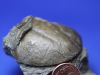 Trilobite Asaphus, pygidium